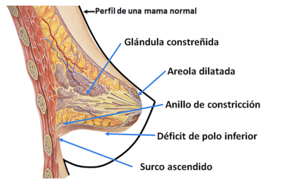 tuberosa anatomia